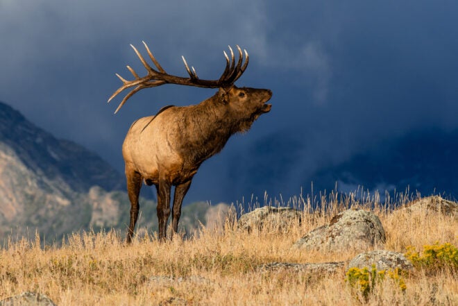 Rocky Mountain Elk Foundation Thriving as It Enters 40th Year