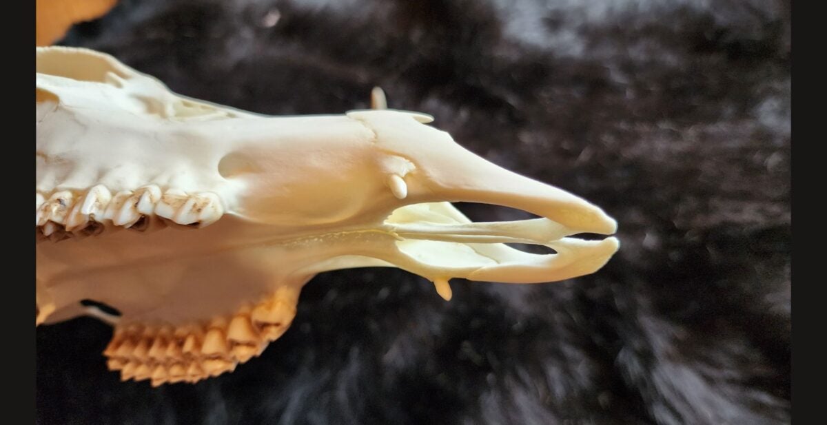 Whitetail Deer Fangs?! What Are They & How Do They Occur?… Whitetail Deer Fangs?! What Are They & How Do They Occur?…