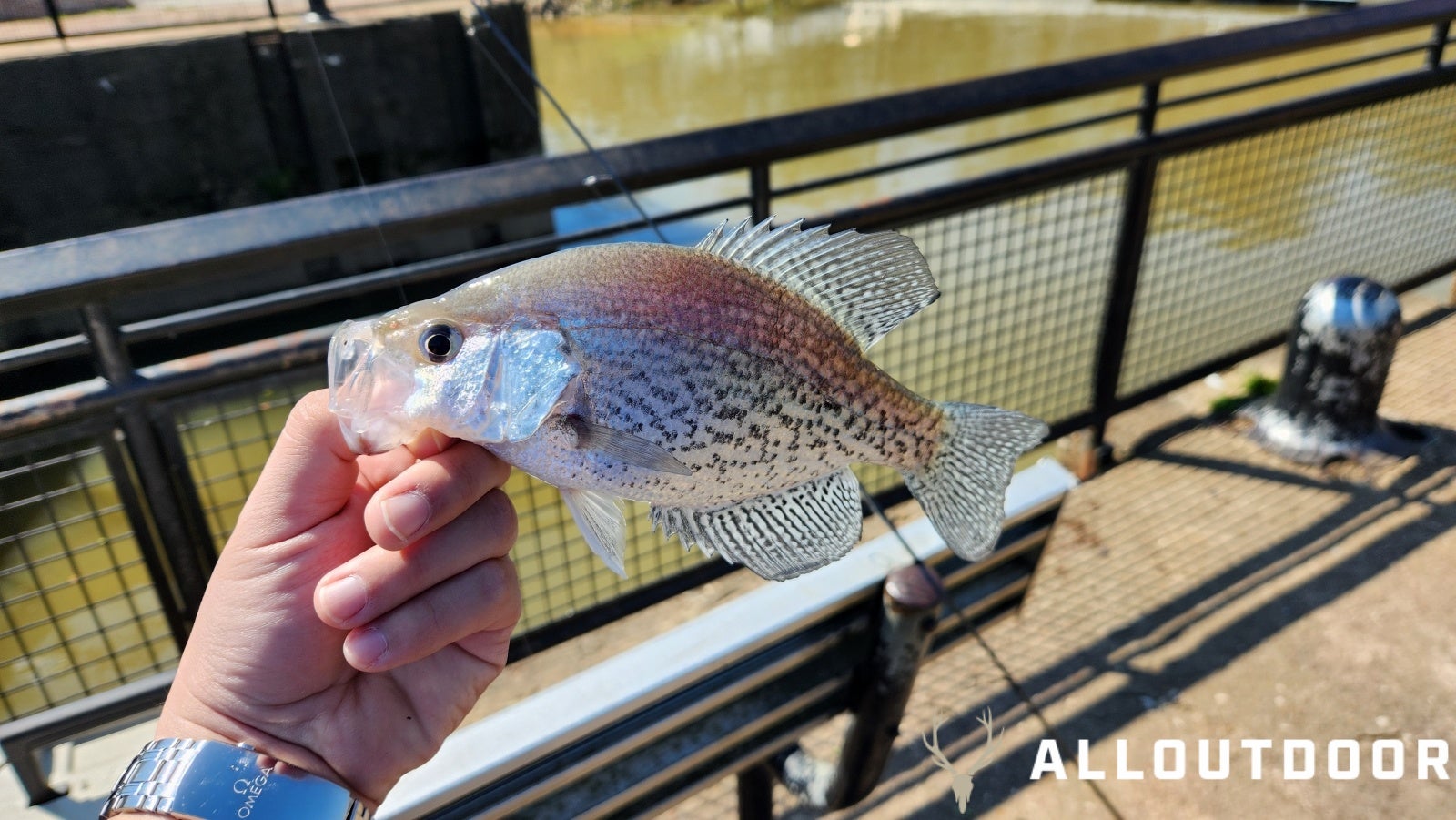 How to Fish the Upper Coosa for Spring White Bass