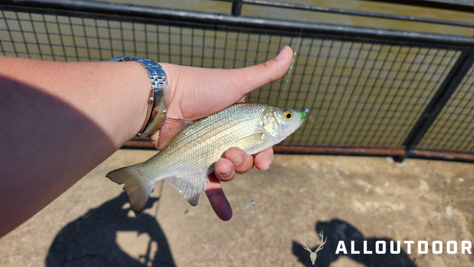 How to Fish the Upper Coosa for Spring White Bass