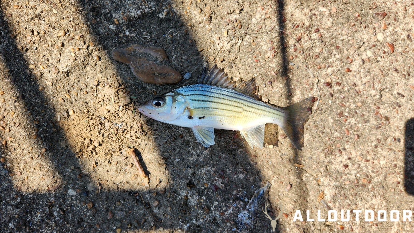 How to Fish the Upper Coosa for Spring White Bass