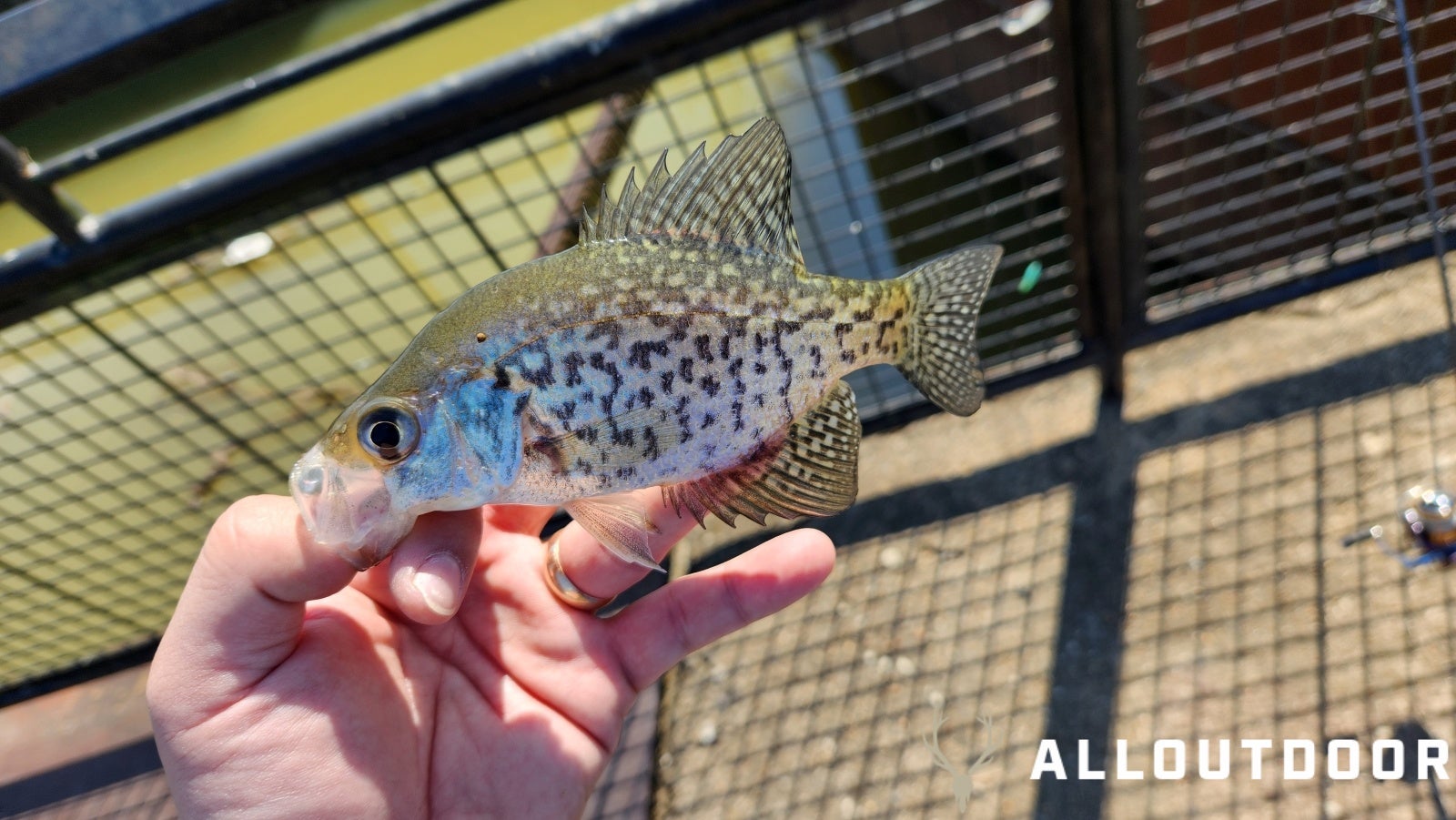 How to Fish the Upper Coosa for Spring White Bass