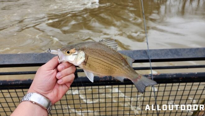 How to Fish for Spring White Bass in the Upper Coosa