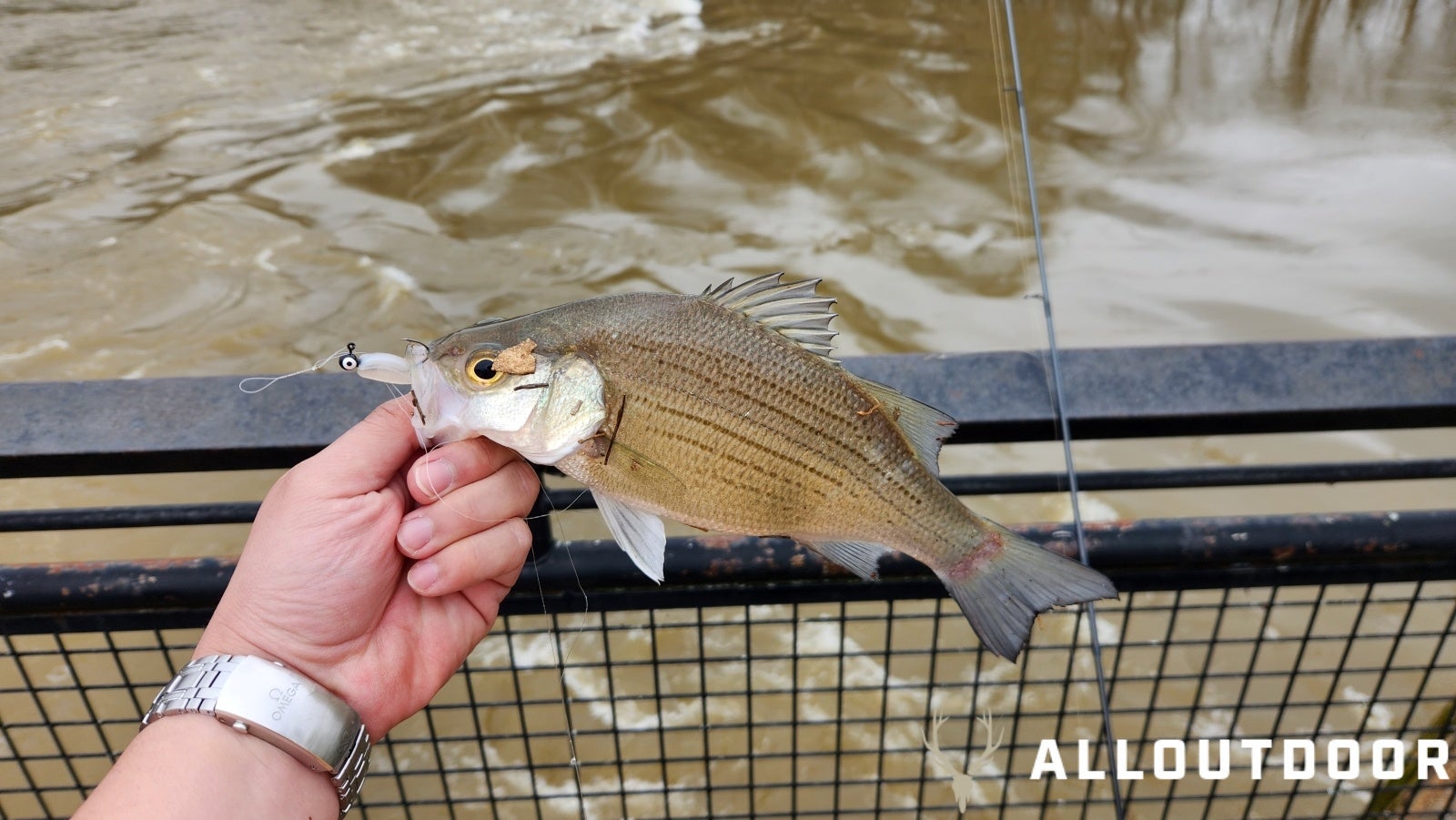 How to Fish for Spring White Bass in the Upper Coosa How to Fish for Spring White Bass in the Upper Coosa