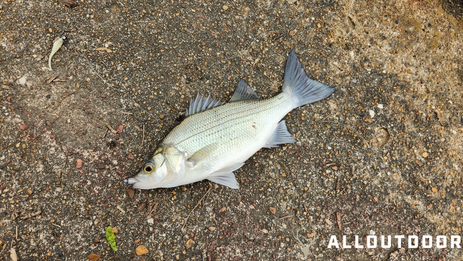 How to Fish the Upper Coosa for Spring White Bass