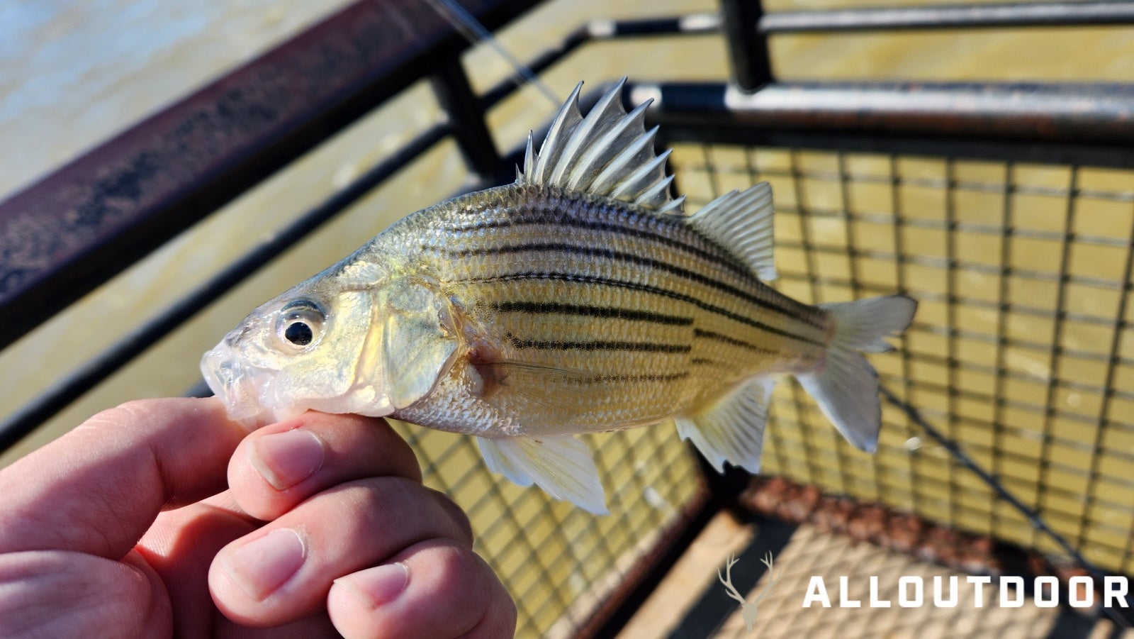 How to Fish the Upper Coosa for Spring White Bass