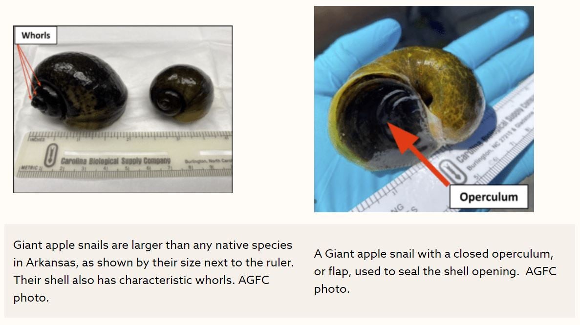 Conservation Watch: Giant Apple Snails Discovered in Live Crawfish Shipment