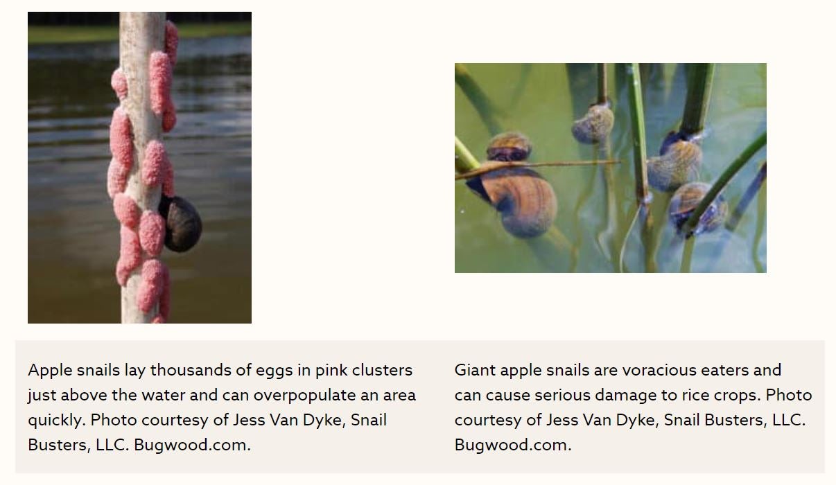 Conservation Watch: Giant Apple Snails found in Live Crawfish Shipment Conservation Watch: Giant Apple Snails found in Live Crawfish Shipment
