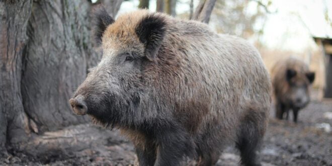 8 Crucial Mistakes to Avoid When Boar Hunting