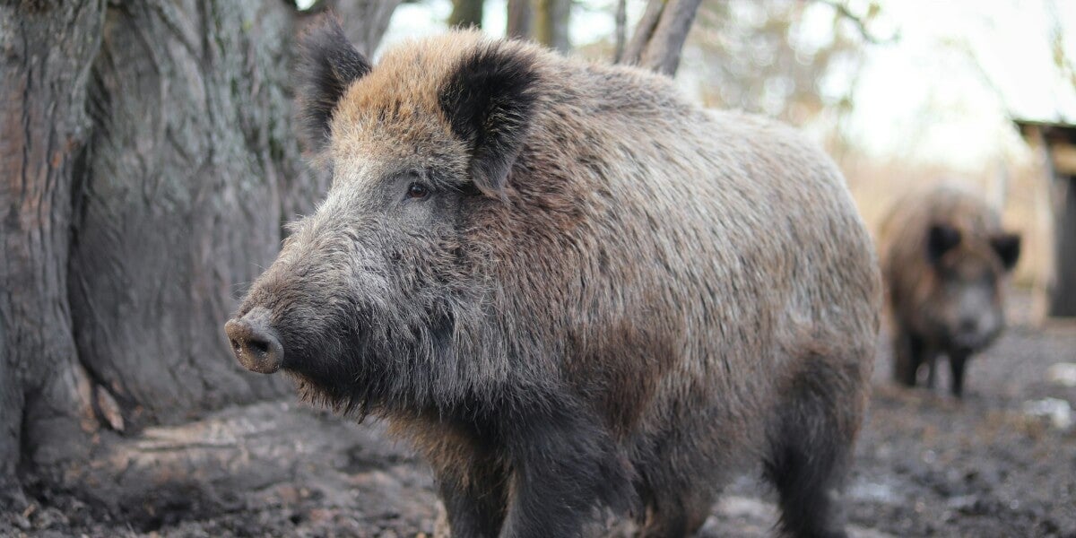 8 Crucial Mistakes to Avoid When Boar Hunting 8 Crucial Mistakes to Avoid When Boar Hunting