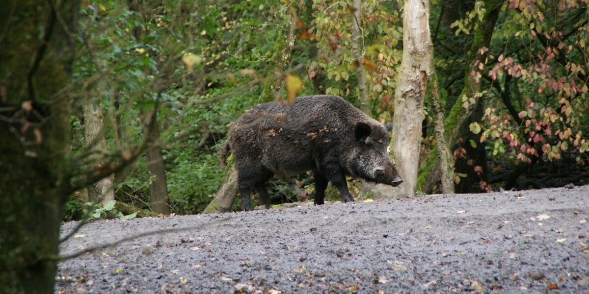 8 Crucial, Common Mistakes to Avoid When Boar Hunting