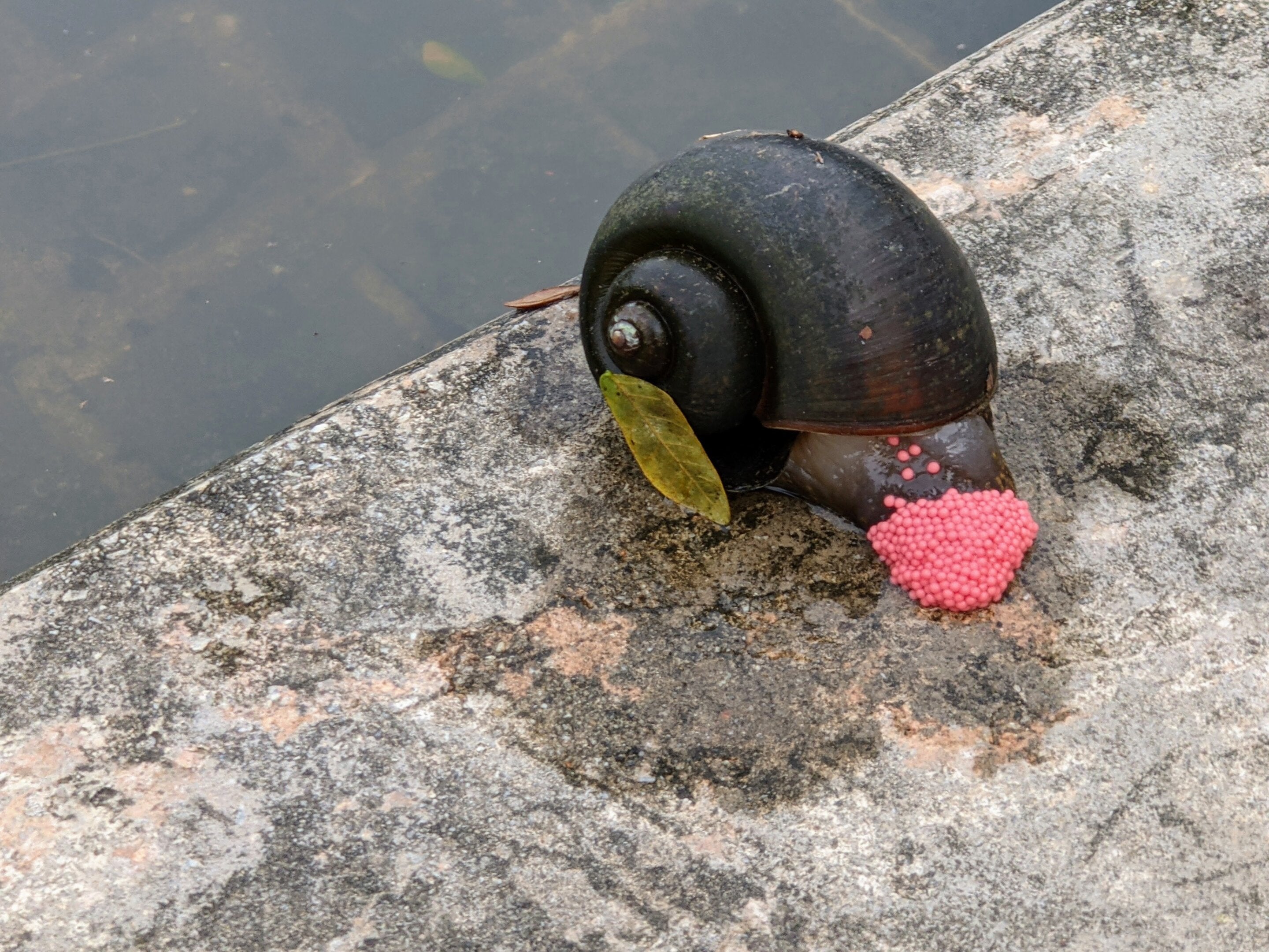 Conservation Watch: Giant Apple Snails Discovered in Live Crawfish Shipment