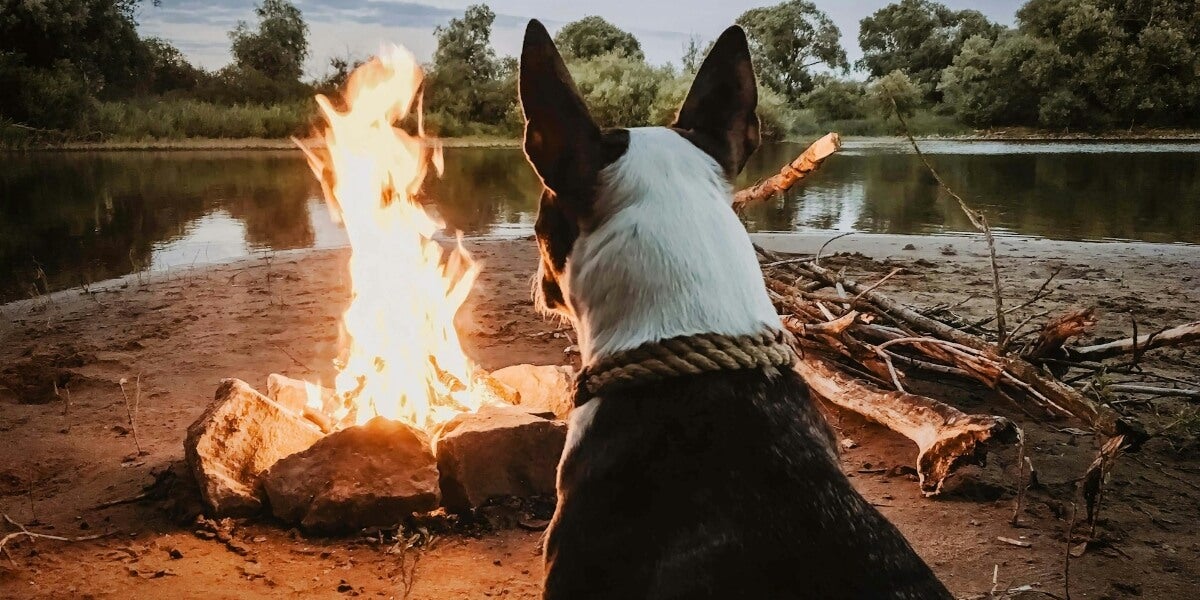 6 Critical Mistakes to Avoid when Camping with your Dog 6 Critical Mistakes to Avoid when Camping with your Dog
