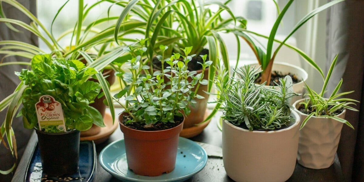 8 Tips to Starting a Homestead Herb Garden in Any Season 8 Tips to Starting a Homestead Herb Garden in Any Season