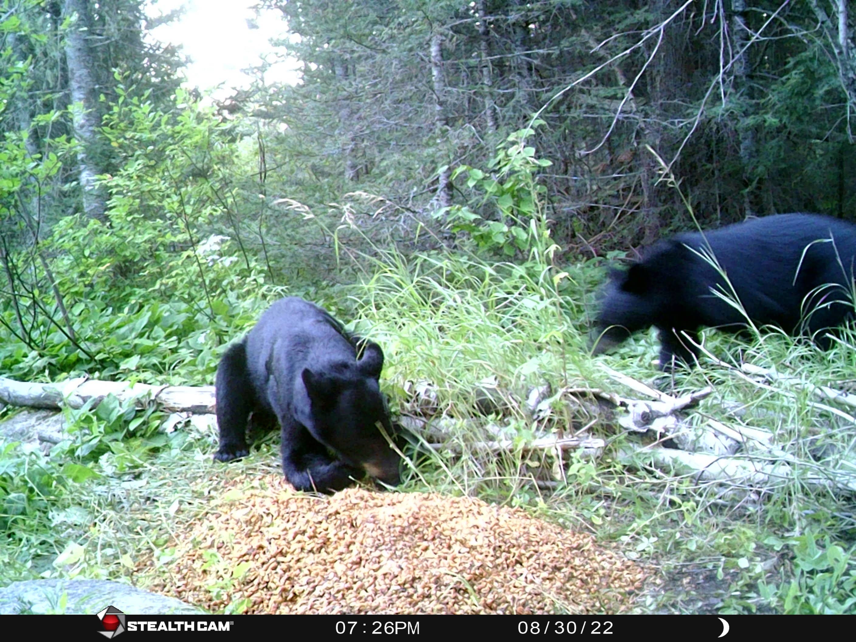 How Quick Do Black Bears Run? Velocity Info and Data