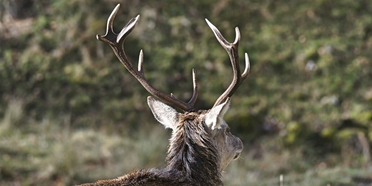 6 Tricks to Grasp the Artwork of Shed Searching – Discover extra Racks!