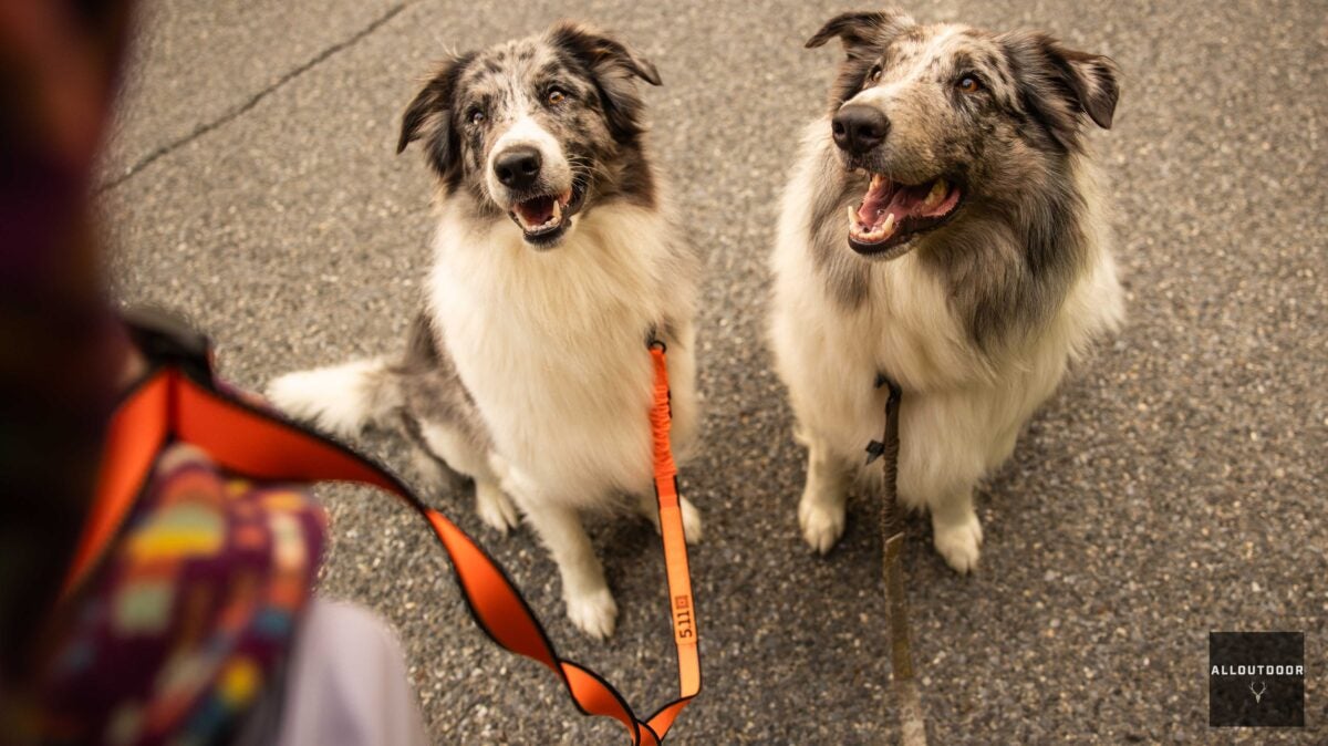 AllOutdoor Overview – 5.11 Mission Prepared Modular Canine Leash