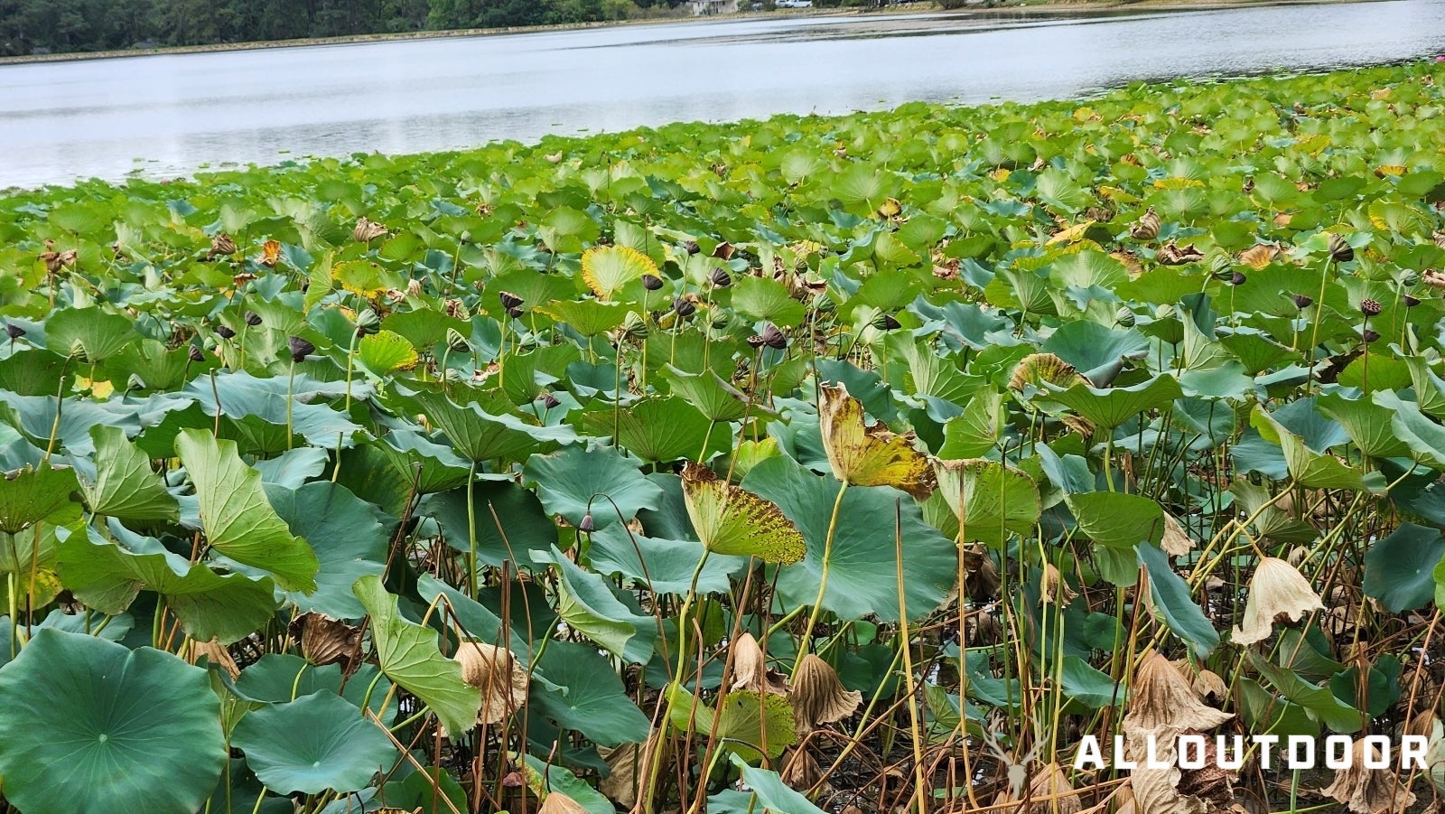 Harvesting & Preparing American Lotus – Graine A Voler Harvesting & Preparing American Lotus – Graine A Voler