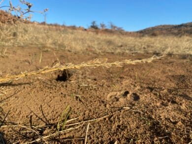 How To Find Your Deer After the Shot: Blood-Trailing Tips & Tricks