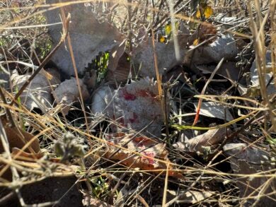 How To Discover Your Deer After the Shot: Blood-Trailing Suggestions & Methods