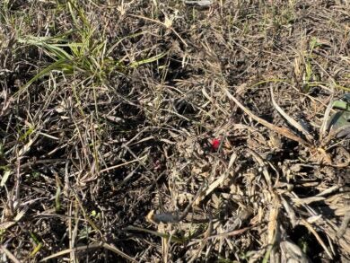 How To Find Your Deer After the Shot: Blood-Trailing Tips & Tricks