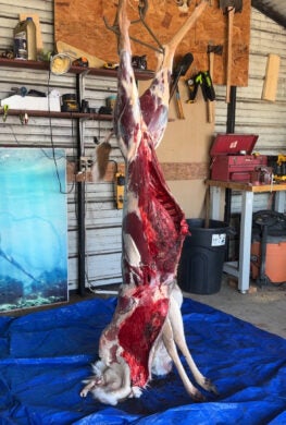 How To Find Your Deer After the Shot: Blood-Trailing Tips & Tricks