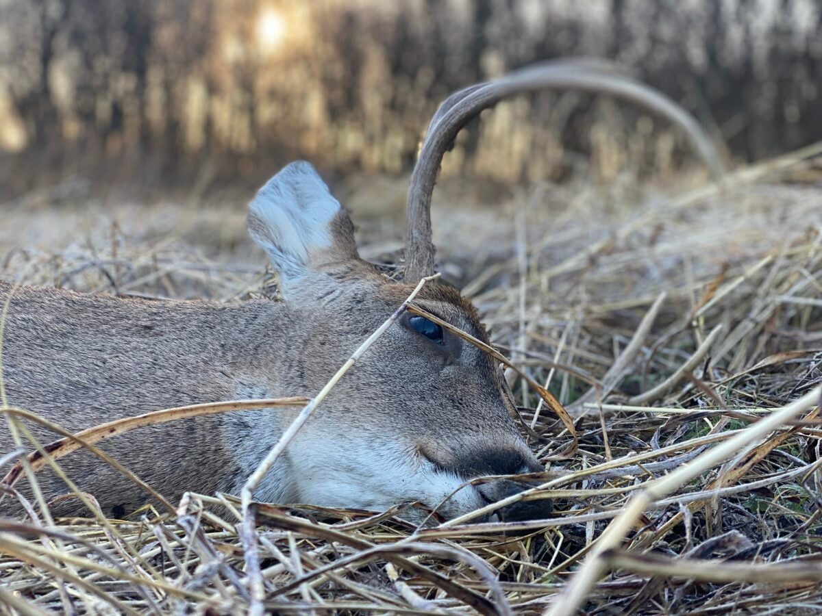 How To Find Your Deer After the Shot: Blood-Trailing Tips & Tricks How To Find Your Deer After the Shot: Blood-Trailing Tips & Tricks