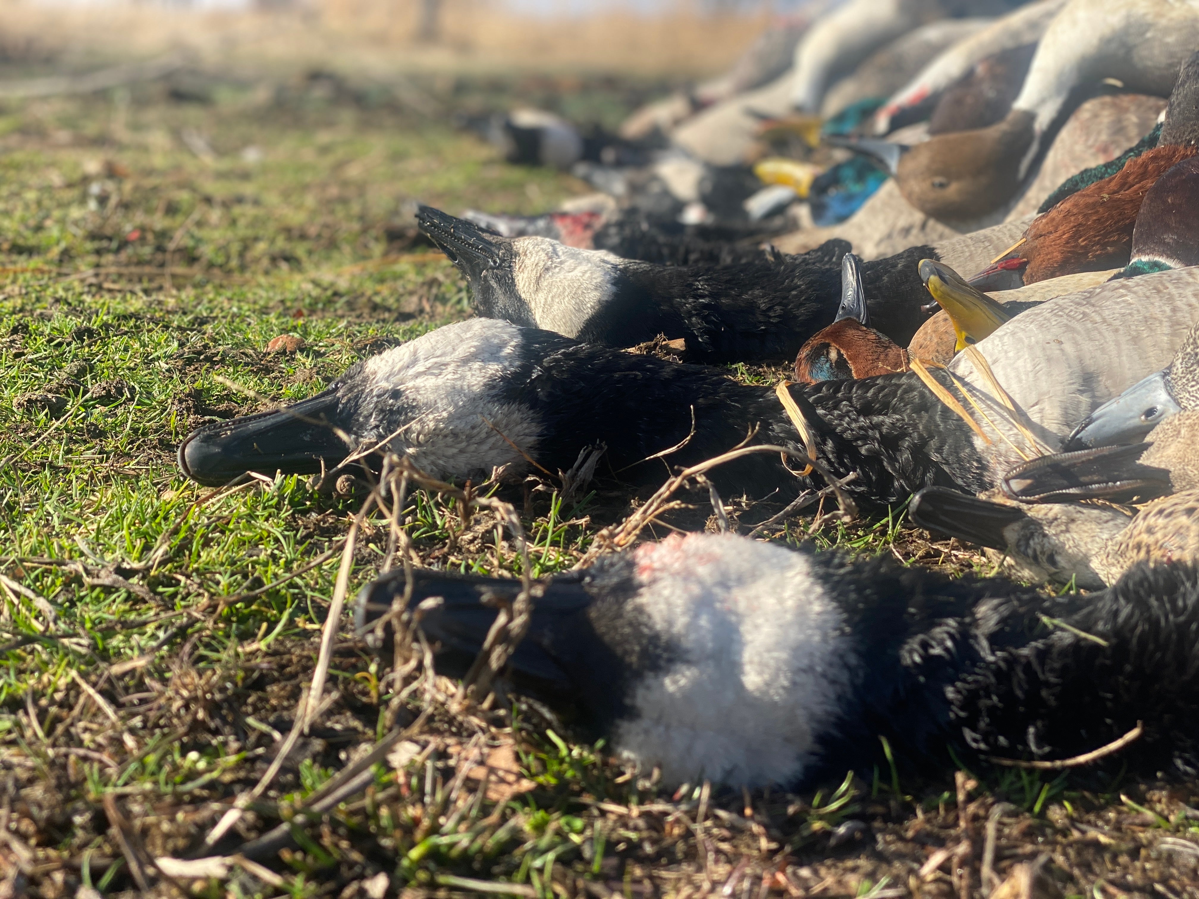 What is the Best Shot Size for Waterfowl Hunting?