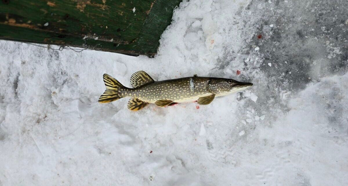 The Strategies to Get Fish to the High Aspect of Laborious Water The Strategies to Get Fish to the High Aspect of Laborious Water