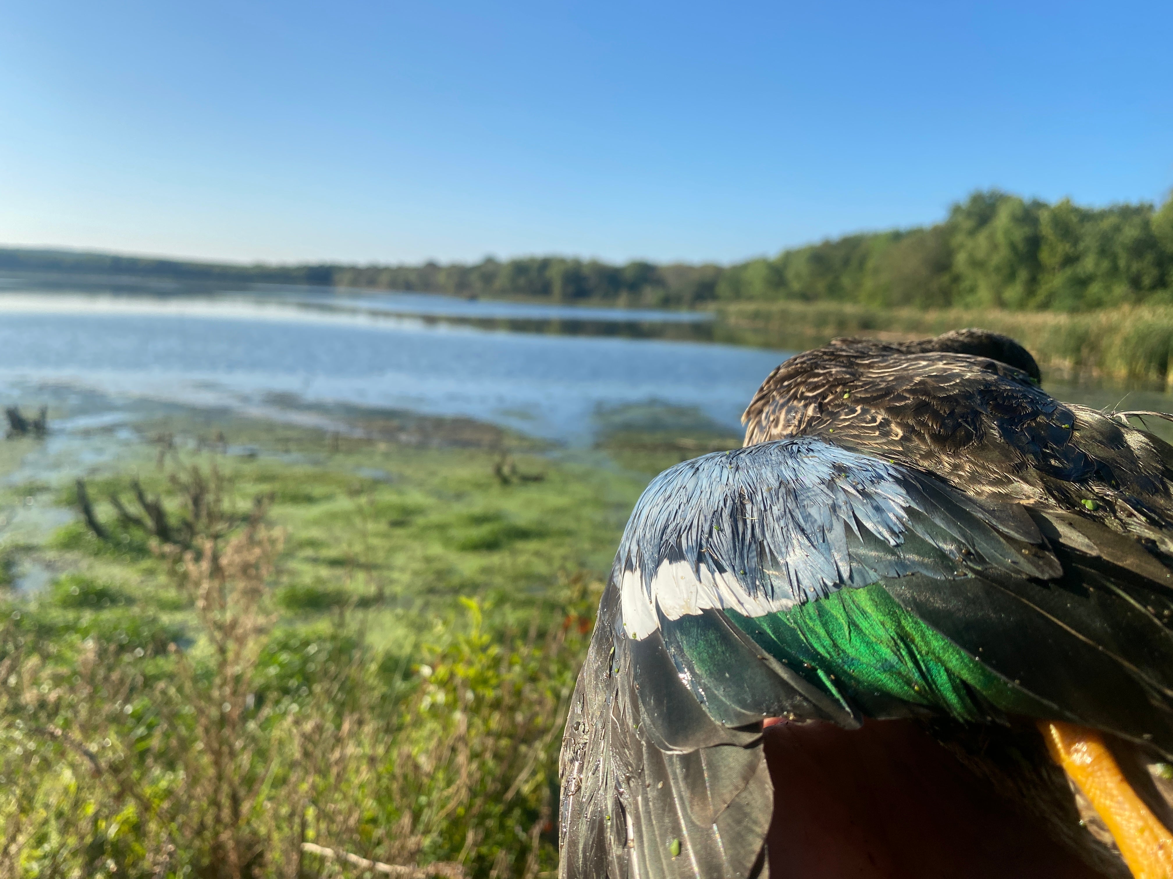 I Began Duck Looking With An Over-Underneath: Right here’s Why