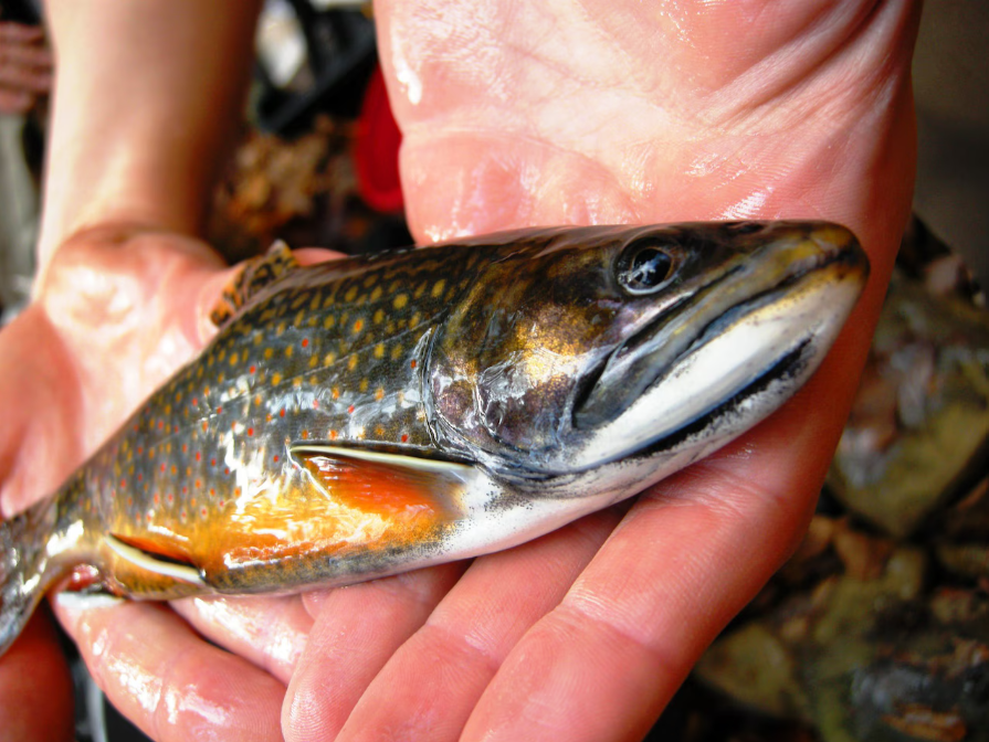$3 Million Earmarked to Conserve native Brook Trout on the East Coast