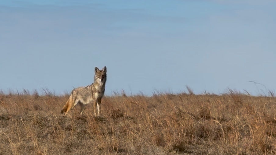 Why Coyote Inhabitants Management Is Important Why Coyote Inhabitants Management Is Important