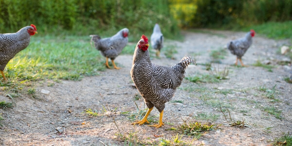 5 Resources to use Before you Build your First Homestead