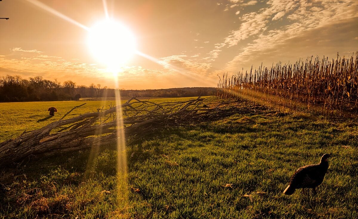 Selecting the Right Turkey Shotgun Shells for Spring Hunting