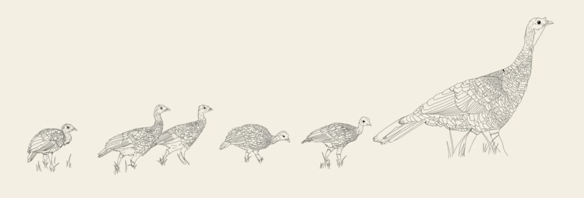 Mossy Oak Unveils their 2025 Wild Turkey Conservation Stamp