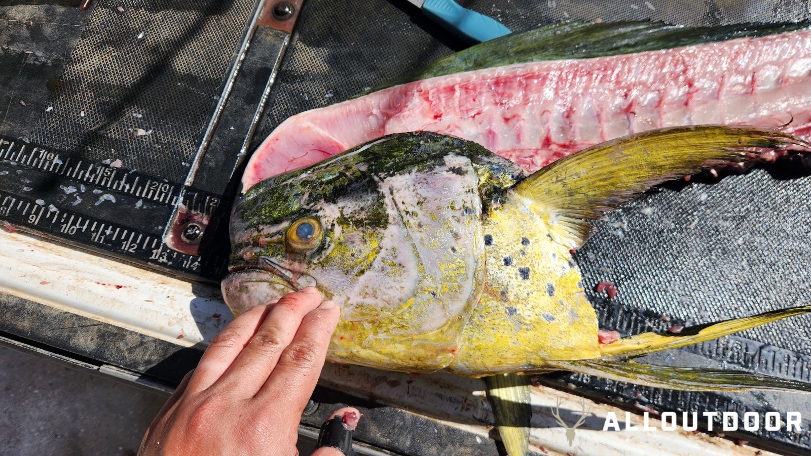 Cook Your Catch - Bang Bang Fish from Freshly Caught Mahi Mahi