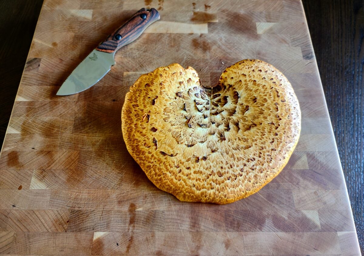 Foraging Mushrooms for your Homestead: 5 That Won’t Kill You!