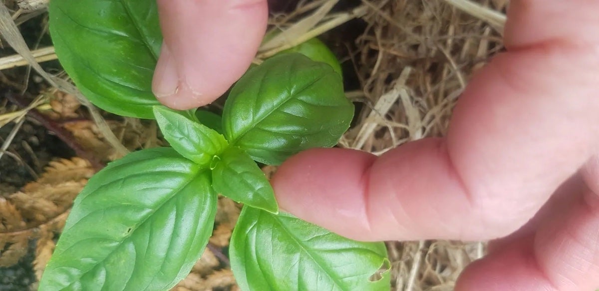 Homegrown Basil and Building the PERFECT Gin Basil Smash