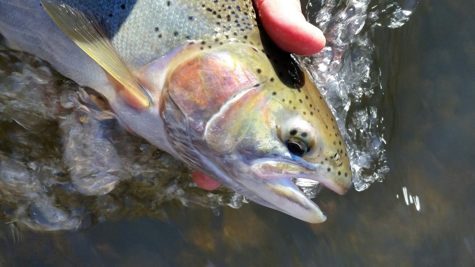 The Presso Rave2 Fishing Spoon - Daiwa's Refined Modern Take