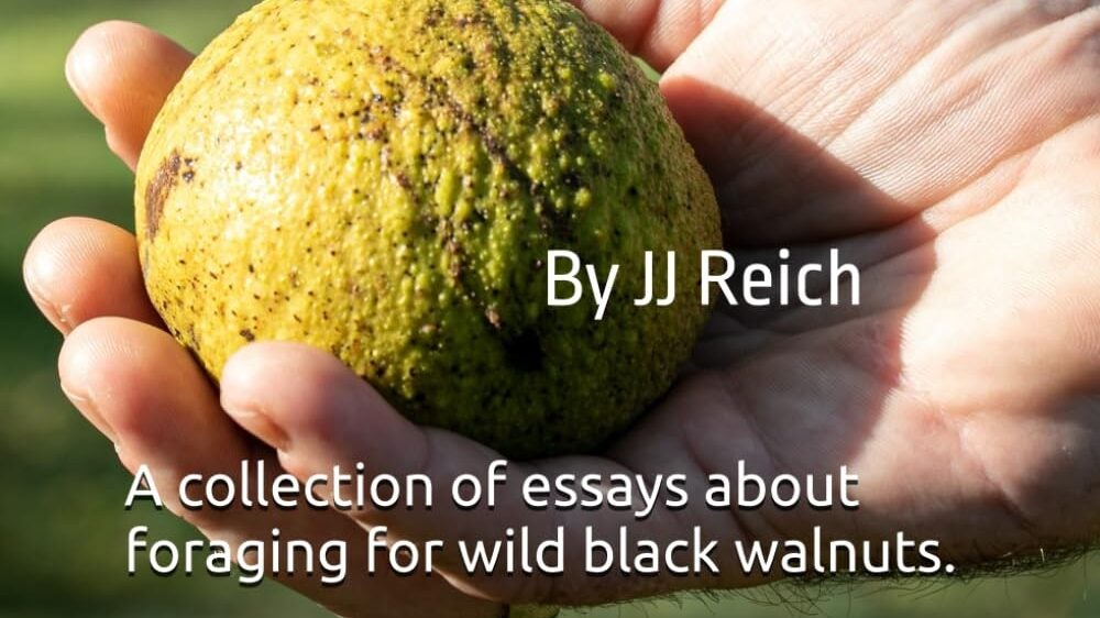 “Nuts About Black Walnuts” – Foraging for Wild Black Walnuts “Nuts About Black Walnuts” – Foraging for Wild Black Walnuts