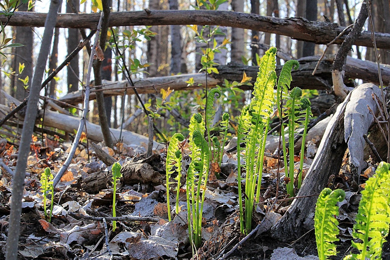 How To Cook Fiddleheads - The Easiest Food to Forage