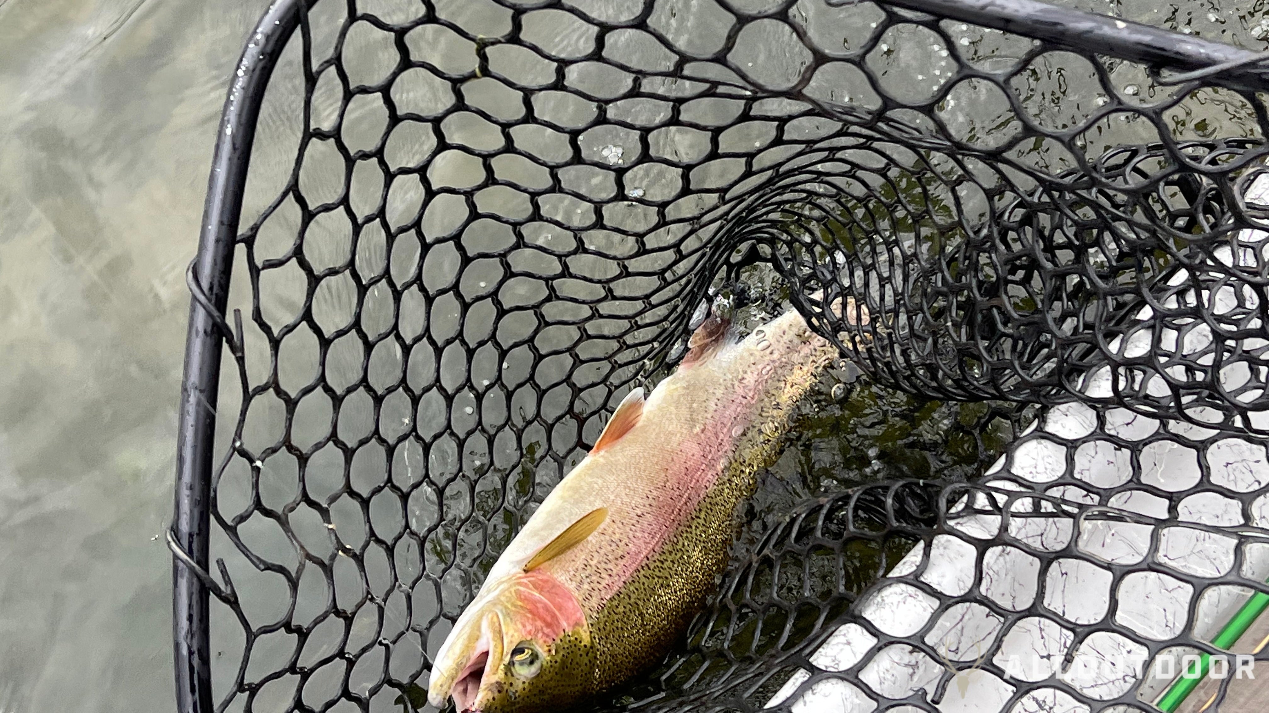 How to Catch Trout: A Beginner's Guide to Success