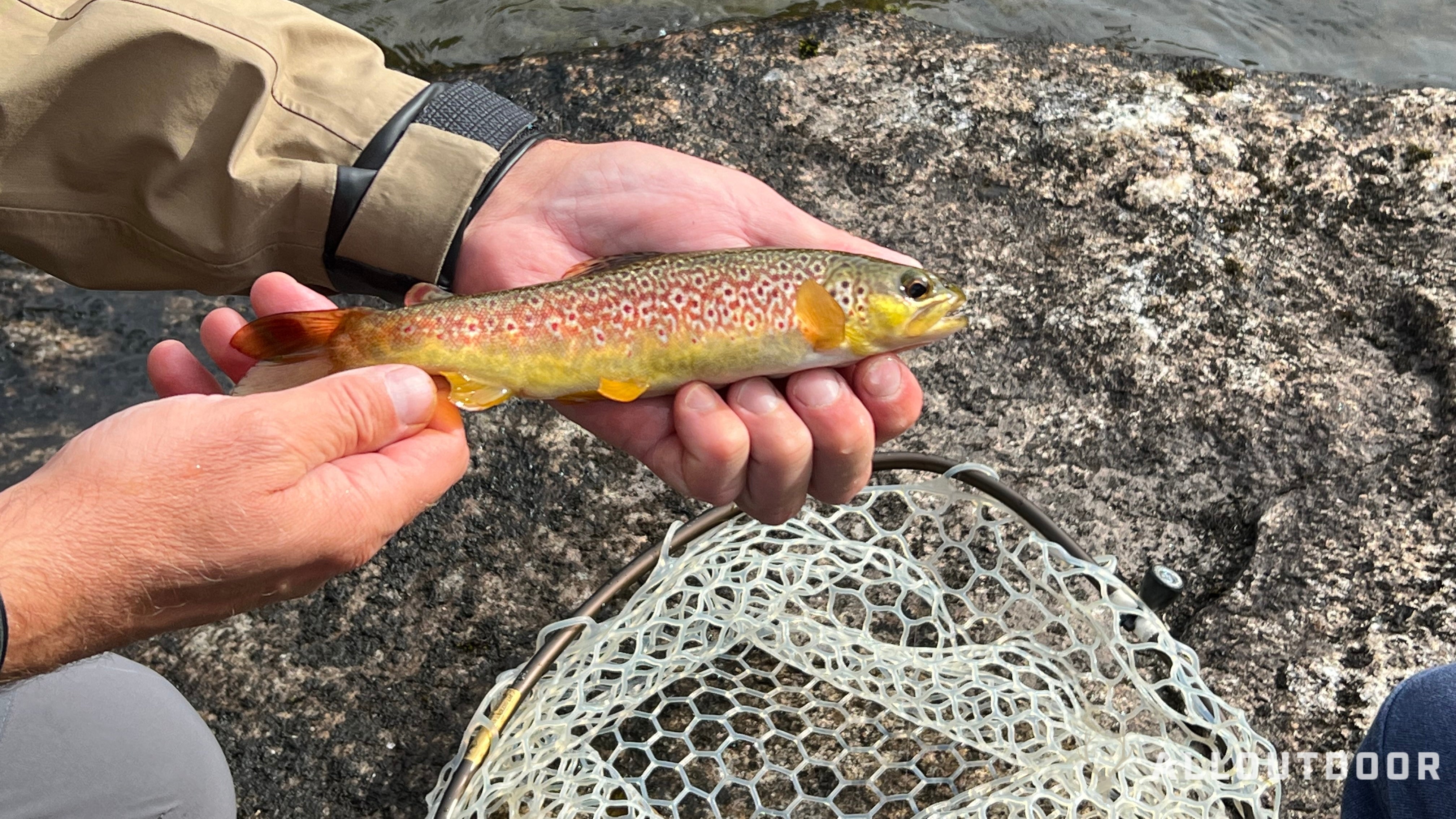 How to Catch Trout: A Beginner's Guide to Success