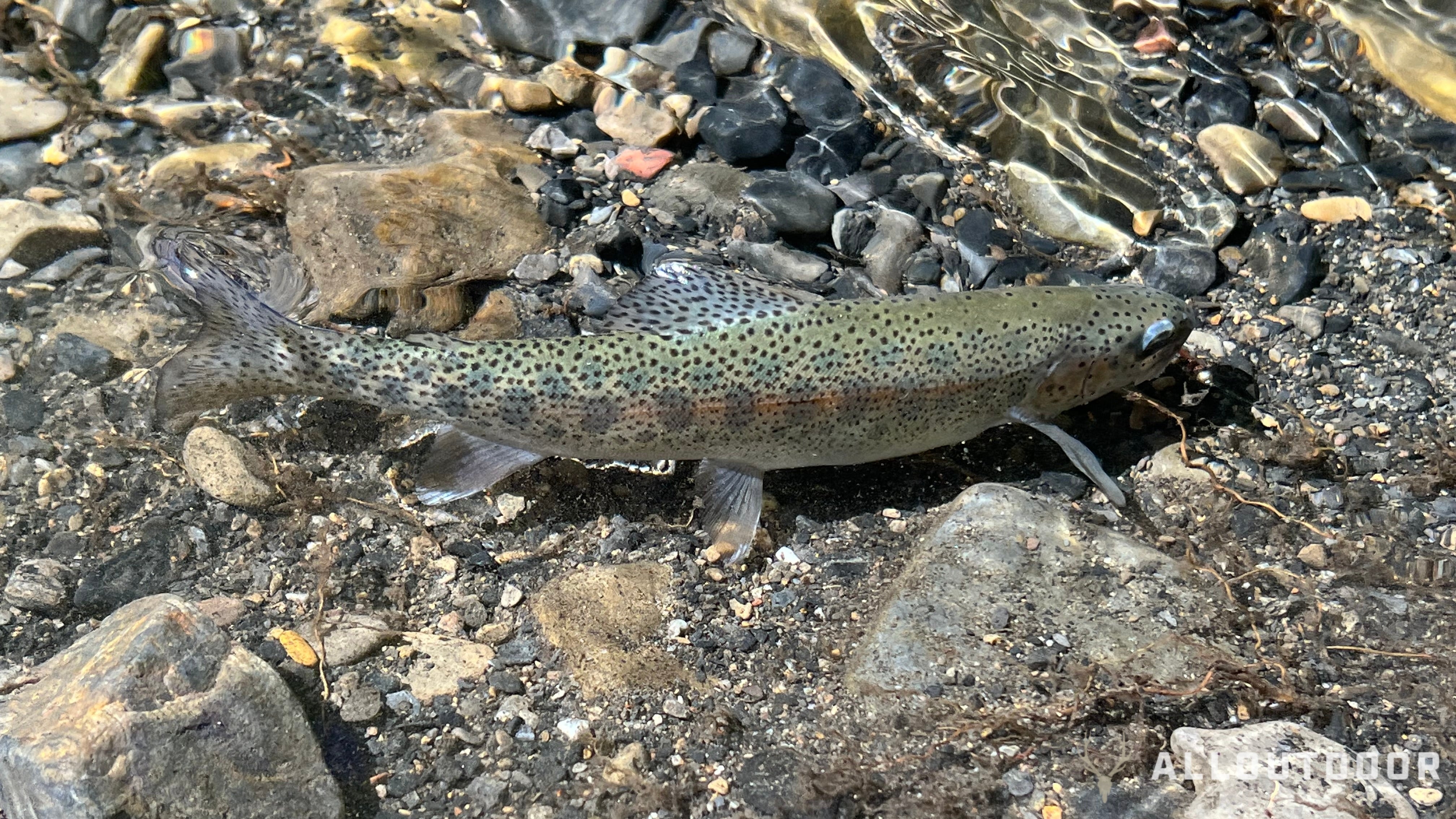 How to Catch Trout: A Beginner's Guide to Success