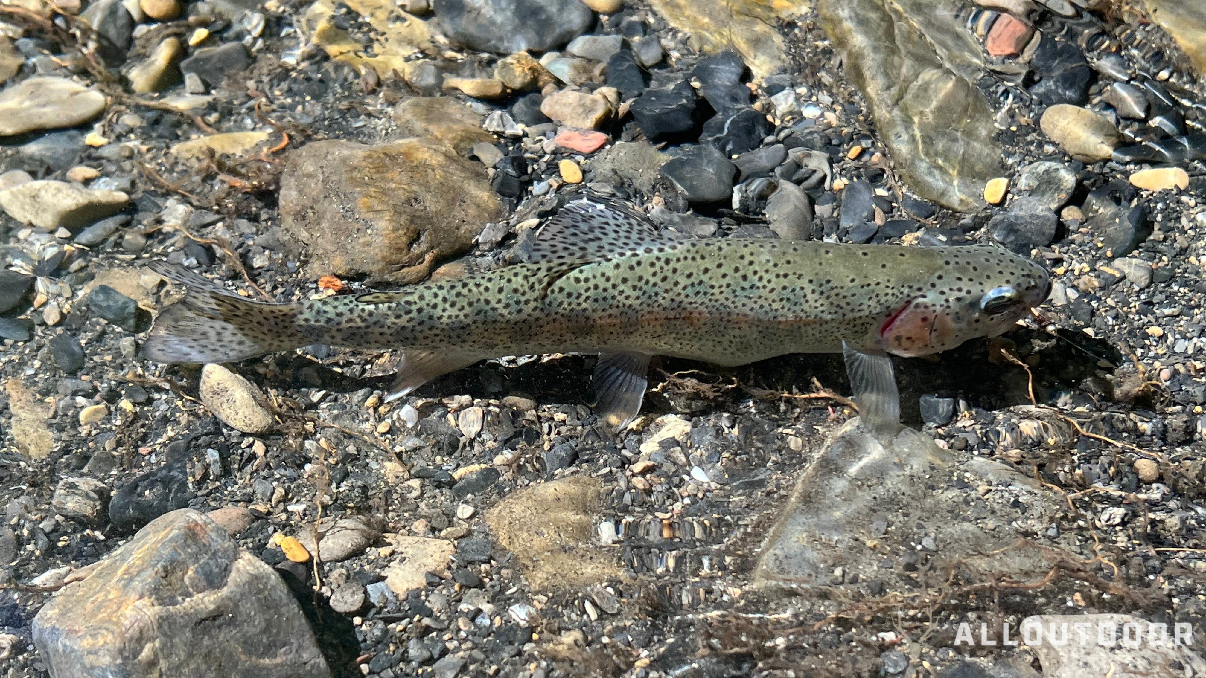 How to Catch Trout: A Beginner's Guide to Success
