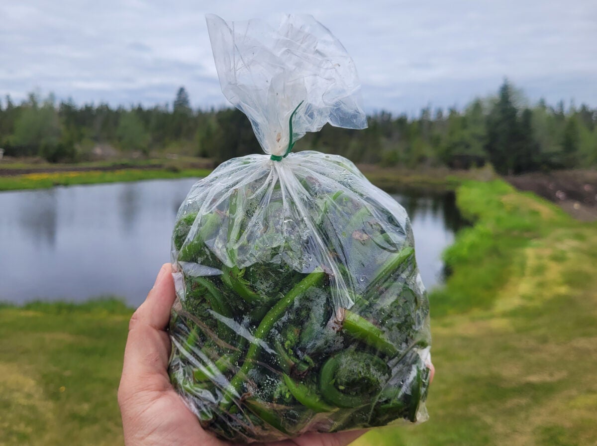 How To Cook Fiddleheads – The Easiest Food to Forage How To Cook Fiddleheads – The Easiest Food to Forage