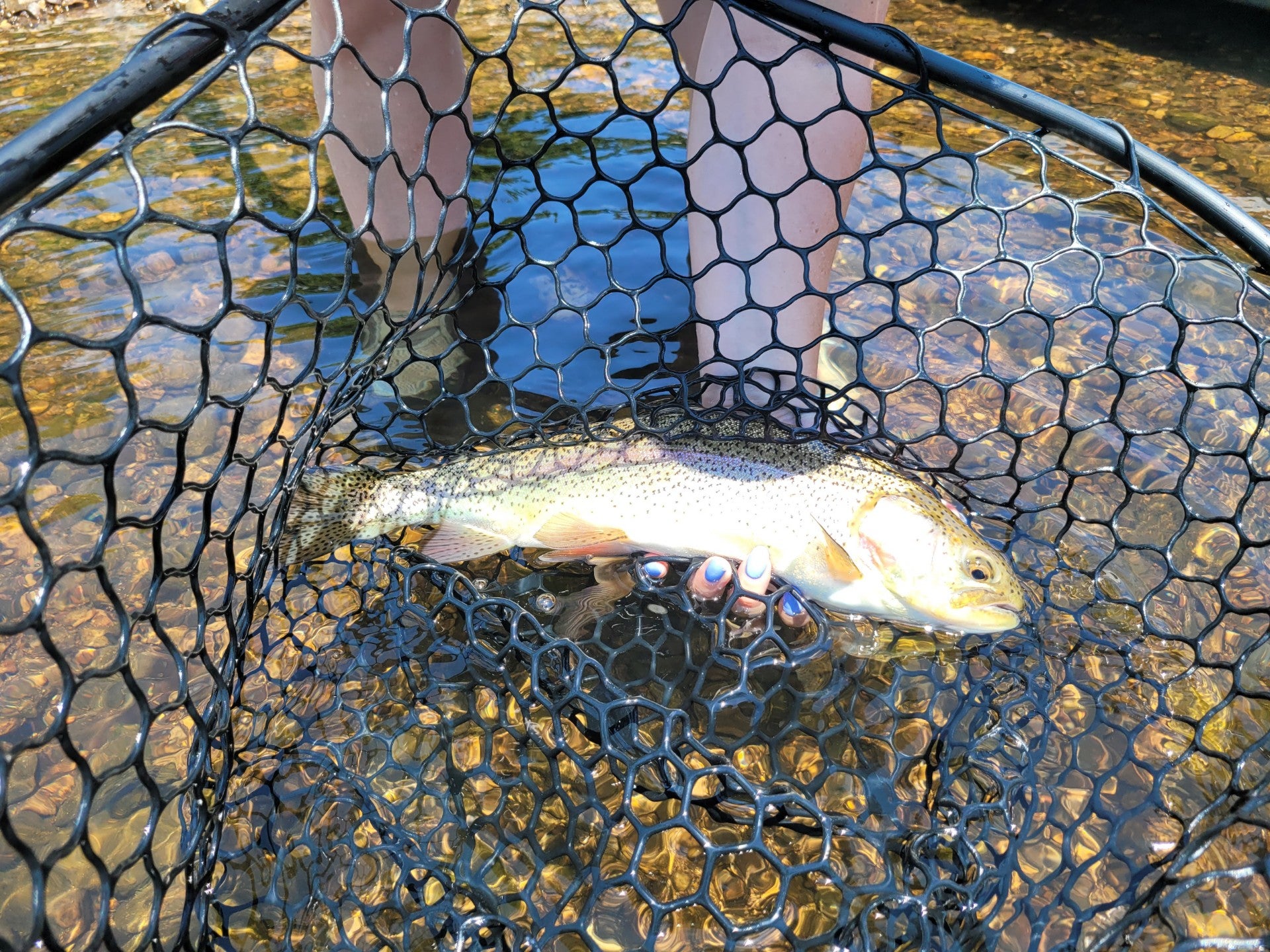 Best Trout Bait to Take Fishing in 2025: What To Use & When To Use It