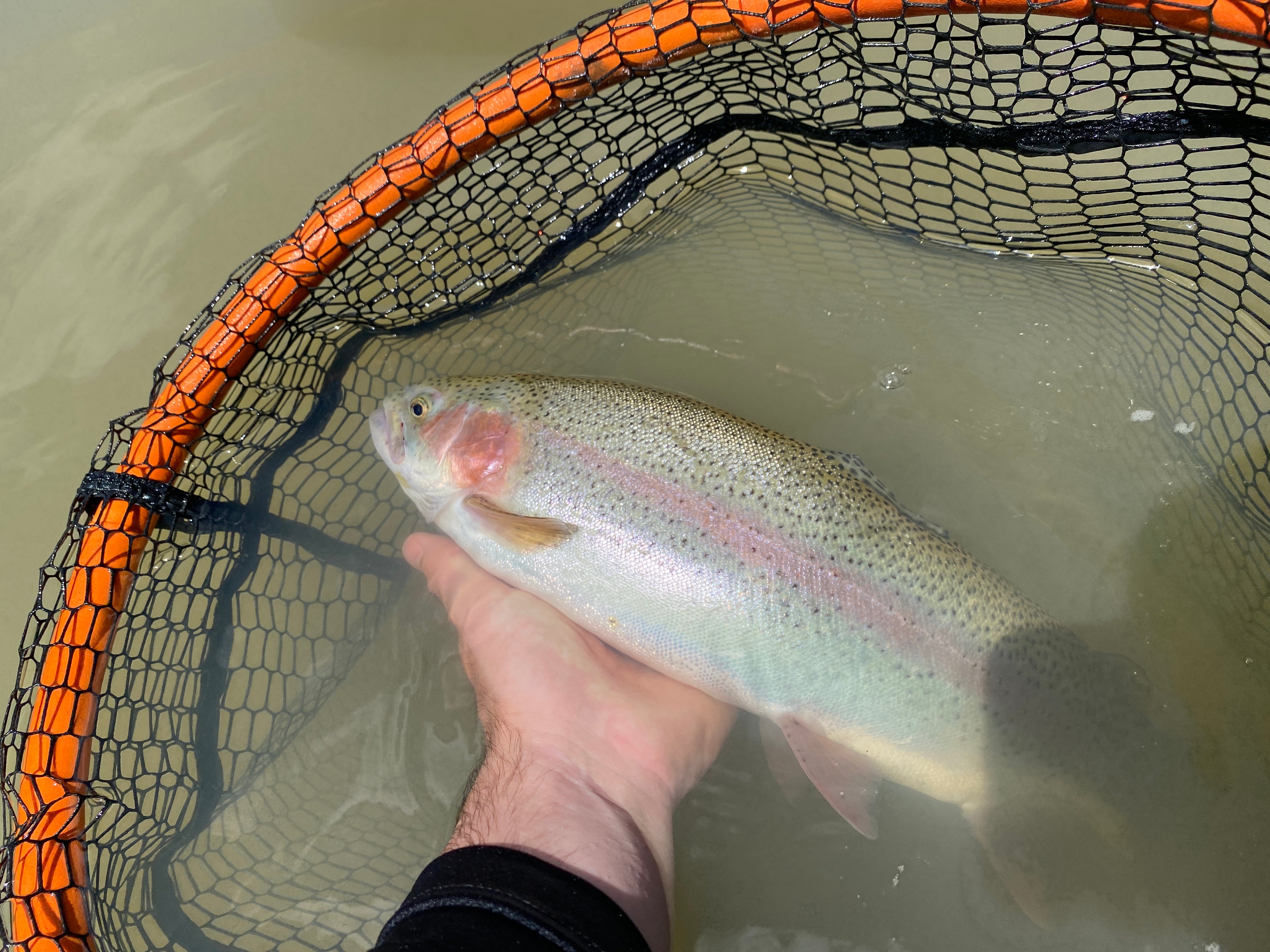 Best Trout Bait to Take Fishing in 2025: What To Use & When To Use It